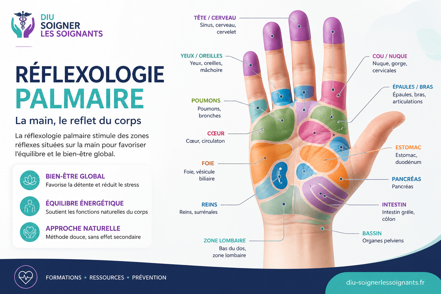 Réflexologie palmaire