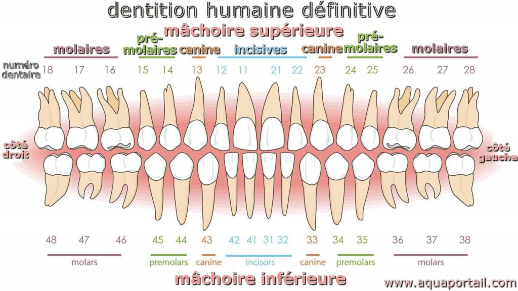 dents adulte
